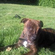 Staffordshire bull terrier Tulle