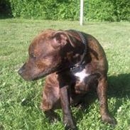 Staffordshire bull terrier Tulle