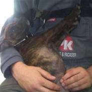 Staffordshire bull terrier Tulle
