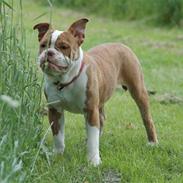 Olde english bulldogge Tennessee (RIP)