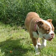 Olde english bulldogge Tennessee (RIP)