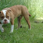 Olde english bulldogge Tennessee (RIP)