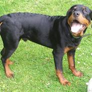 Rottweiler Frodo