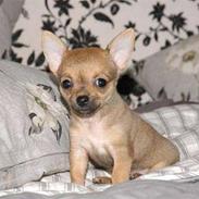 Chihuahua Kayla