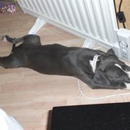 Amerikansk staffordshire terrier Nikka