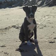 Amerikansk staffordshire terrier Nikka