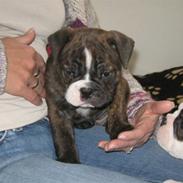 Olde english bulldogge sophie