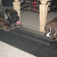 Olde english bulldogge sophie