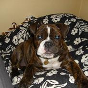 Olde english bulldogge sophie