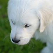 Golden retriever Freya