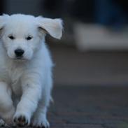 Golden retriever Freya