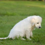 Golden retriever Freya