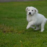 Golden retriever Freya