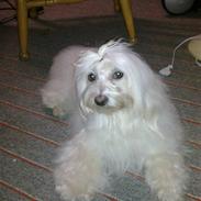 Coton de tulear Siggi