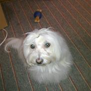 Coton de tulear Siggi