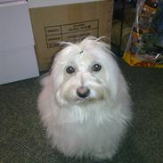 Coton de tulear Siggi