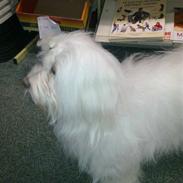 Coton de tulear Siggi