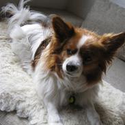 Papillon Chester