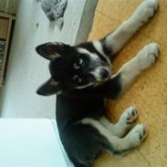 Siberian husky Hustler