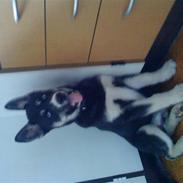 Siberian husky Hustler