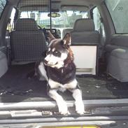 Siberian husky Hustler