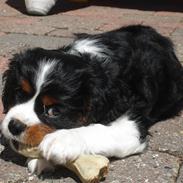 Cavalier king charles spaniel Thor (lille Thor)