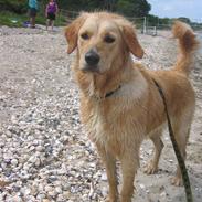 Golden retriever Sif