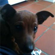 Dvaergpinscher Hugo 