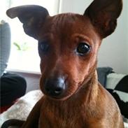 Dvaergpinscher Hugo 