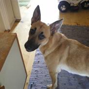 Malinois Liva