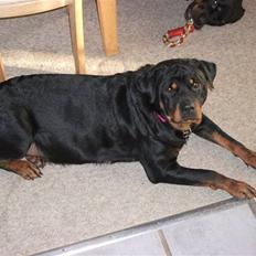 Rottweiler Fighter