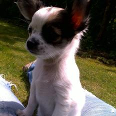 Chihuahua Chanel 