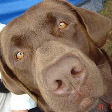 Labrador retriever Neo