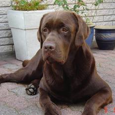 Labrador retriever Neo