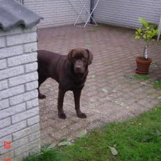 Labrador retriever Neo