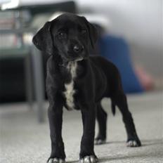 Blanding af racer Zita