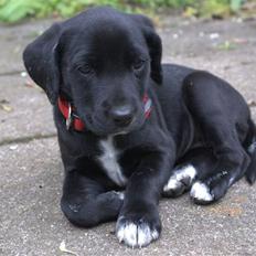 Blanding af racer Zita