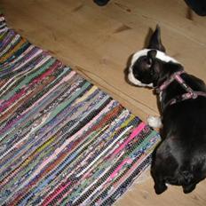 Boston terrier Sille