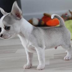 Chihuahua Ravns Cosmo R.I.P