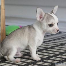 Chihuahua Ravns Cosmo R.I.P
