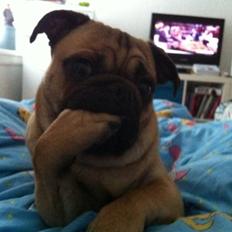 Blanding af racer (mops/griffon) Hugo