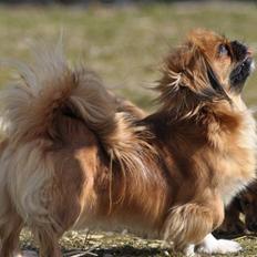 Pekingeser Pinky