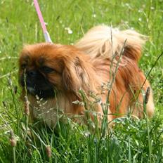 Pekingeser Pinky