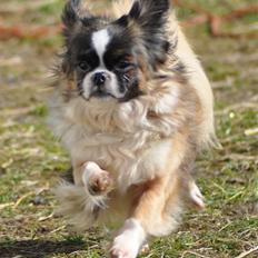 Tibetansk spaniel Sussi