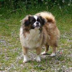 Tibetansk spaniel Sussi