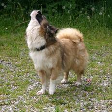 Tibetansk spaniel Sussi