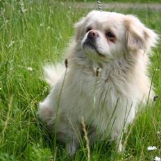 Tibetansk spaniel Zenta Le Roy