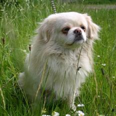 Tibetansk spaniel Zenta Le Roy