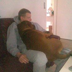 Amerikansk staffordshire terrier Bobby <3