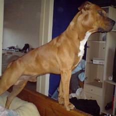 Amerikansk staffordshire terrier Bobby <3